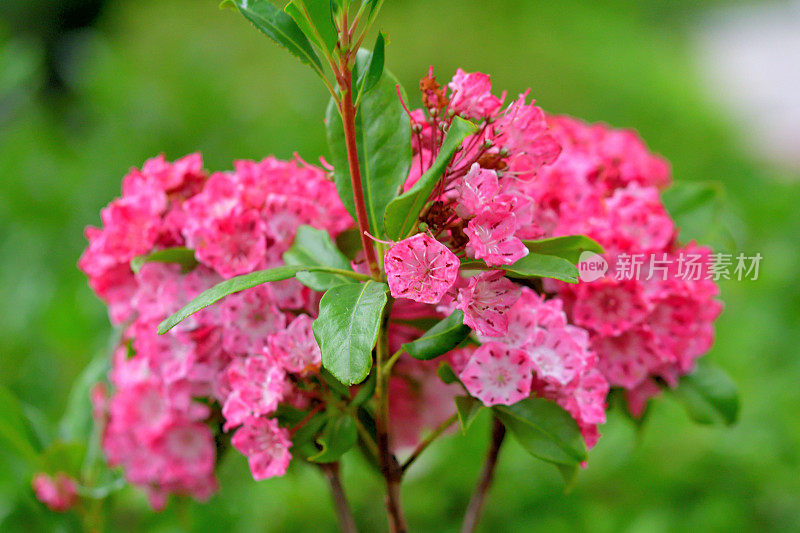 阔叶树/山桂花